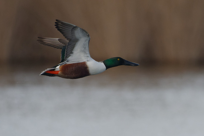 Canard souchet.jpg